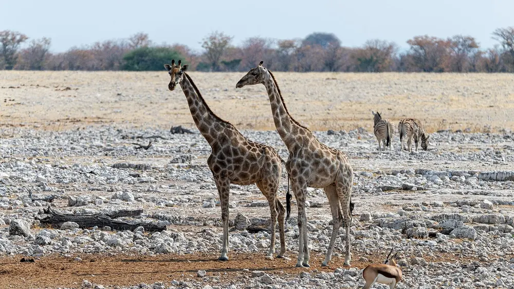 Zwei Giraffen am steinigen Rand des Okaukuejo-Wasserlochs, dahinter Zebras und trockenes Buschland