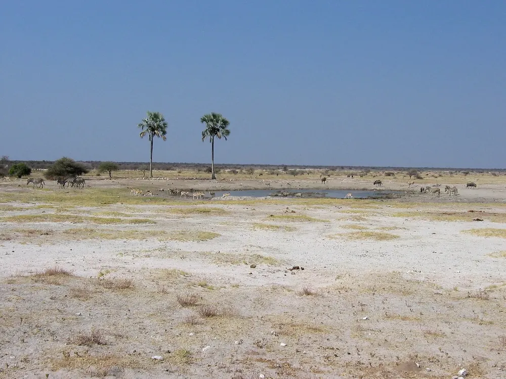 Twee Palms: zwei einzelne Palmen am Wasserloch auf der kargen, flachen Ebene, in der Ferne Tiere