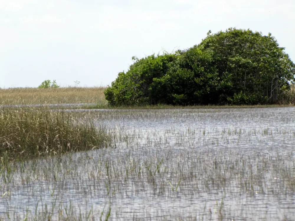 Sumpfgras und Wasserfläche mit einer Baumgruppe bei Coopertown in den Everglades, Startpunkt der Airboat-Touren