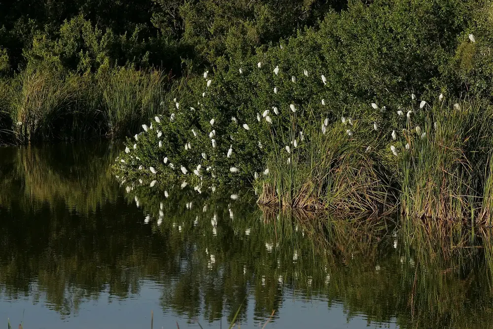 Eco Pond: dunkles Wasser vor dichtem Gebüsch, in dem zahlreiche Schmuckreiher sitzen