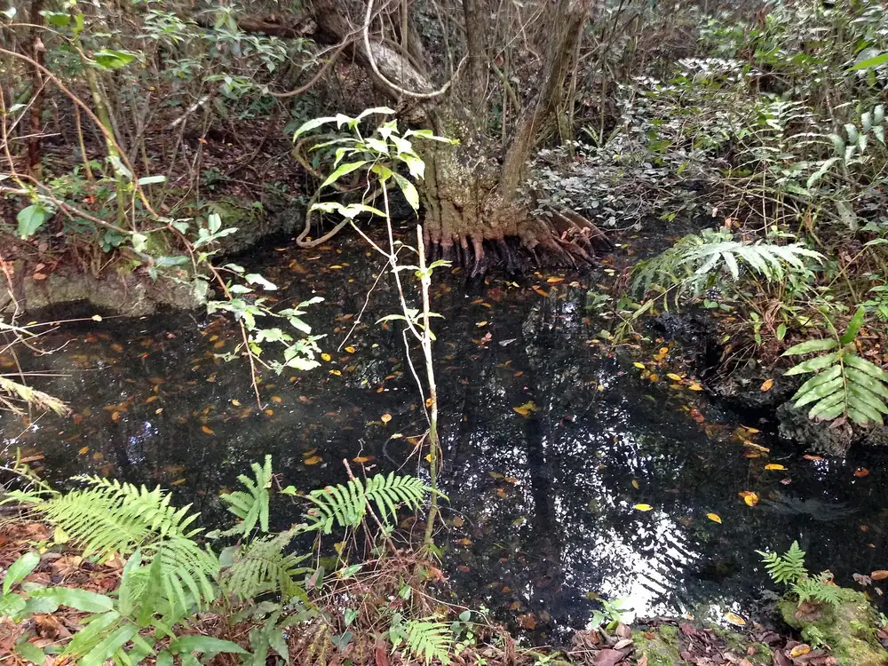 Kleiner Teich am Gumbo Limbo Trail: dunkles Wasser zwischen Farnen, Laub und dichtem tropischem Unterholz