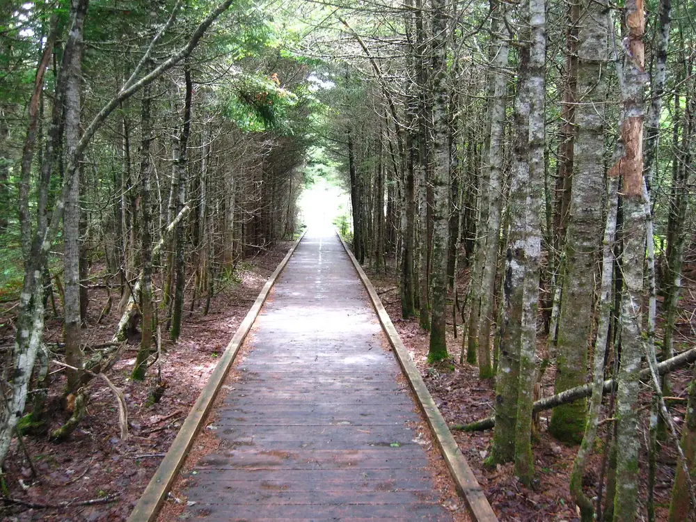 Bohlenweg des Caribou Plain Trail führt geradeaus durch einen dichten, schmalen Birken- und Fichtenwald