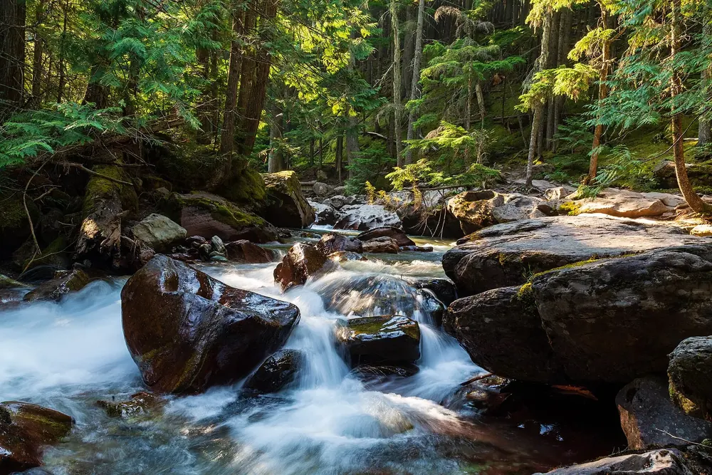 Avalanche Creek: Wildbach mit kleinen Kaskaden zwischen bemoosten Felsblöcken im dichten Nadelwald