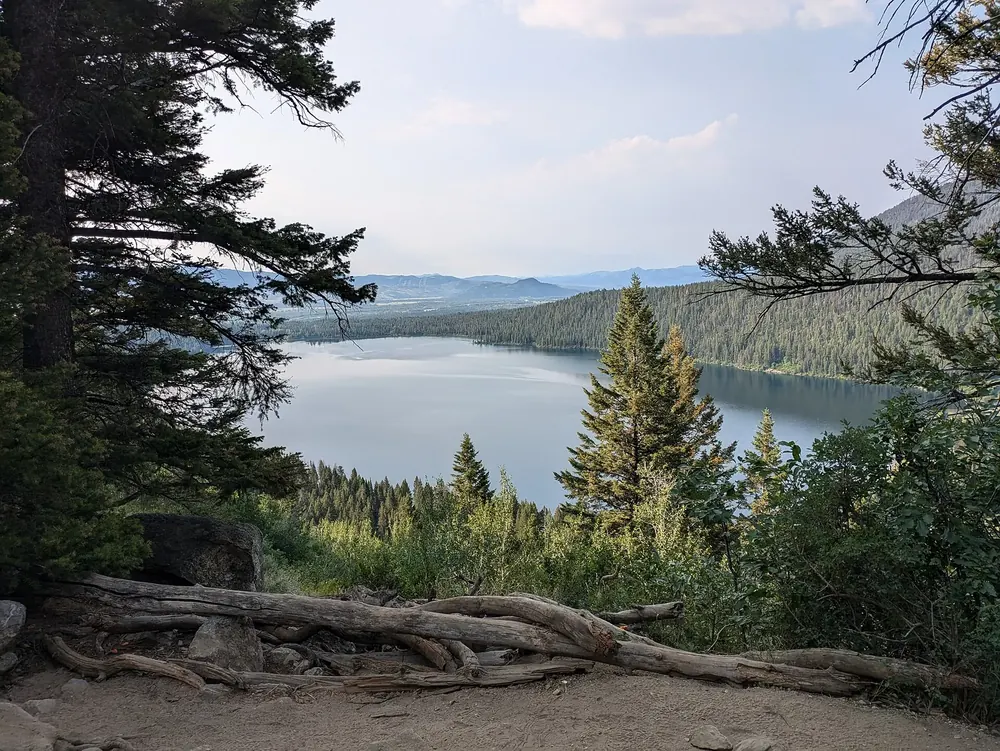 Phelps Lake zwischen Kiefern hindurch gesehen: ruhiger See vor bewaldeten Hängen, vorn Wurzeln und Nadelbäume