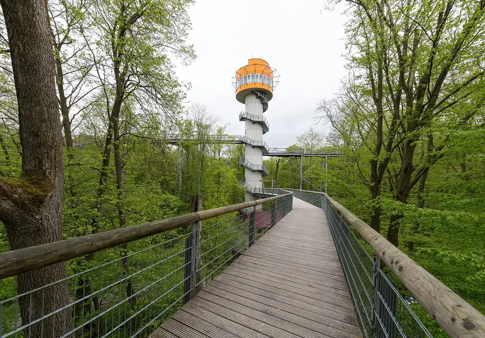 Baumkronenpfad an der Thiemsburg: Holzsteg mit Geländer führt zwischen Buchen zum Aussichtsturm mit orangefarbener Kuppel