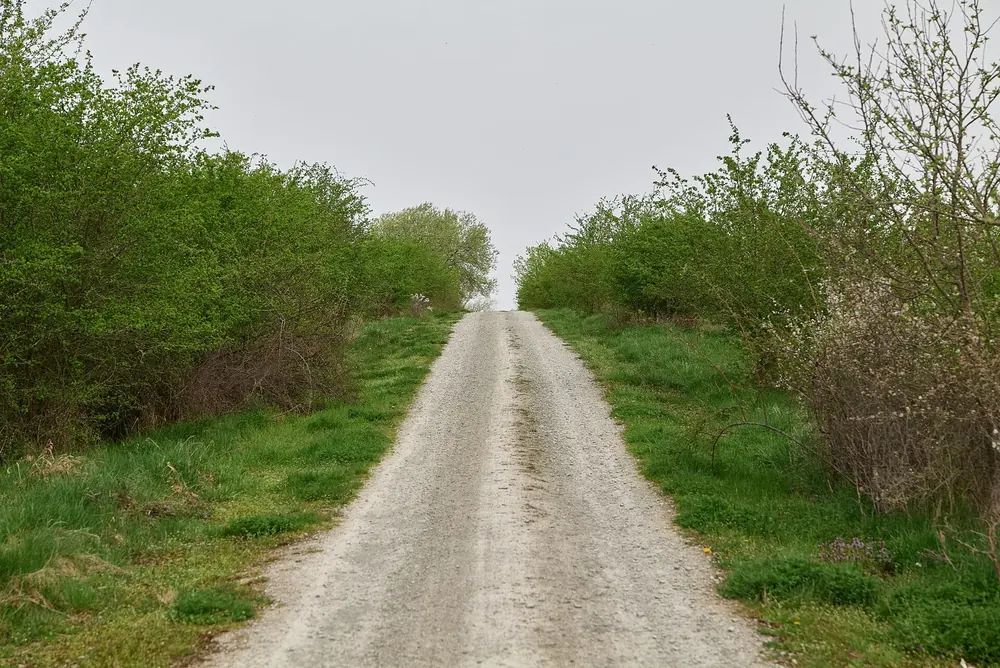 Feldweg im Nationalpark Hainich bei Weberstedt, gesäumt von dichten Hecken und Gebüsch unter grauem Himmel