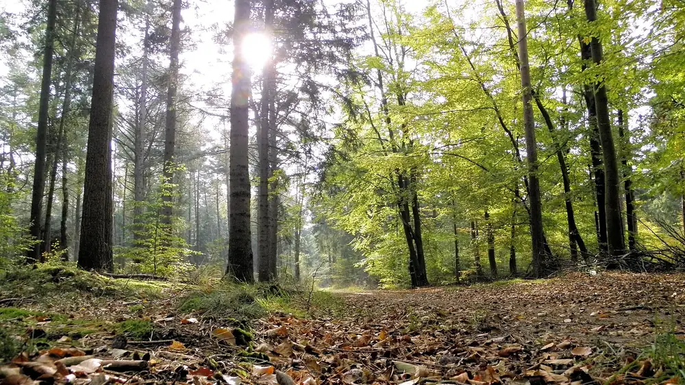 Wernerwald bei Sahlenburg: lichter Mischwald mit hohen Kiefern und Laubbäumen, Sonne im Gegenlicht