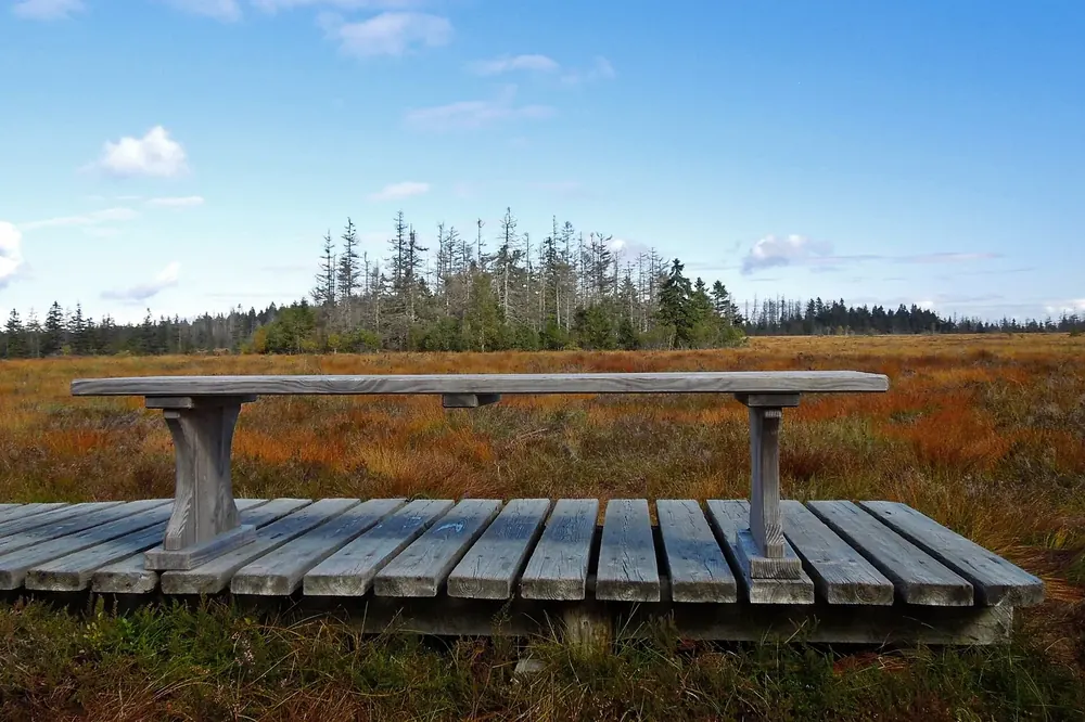 Großes Torfhausmoor: Holzsteg mit Sitzbank vor der herbstlich braunen Moorfläche, dahinter Fichtengruppe