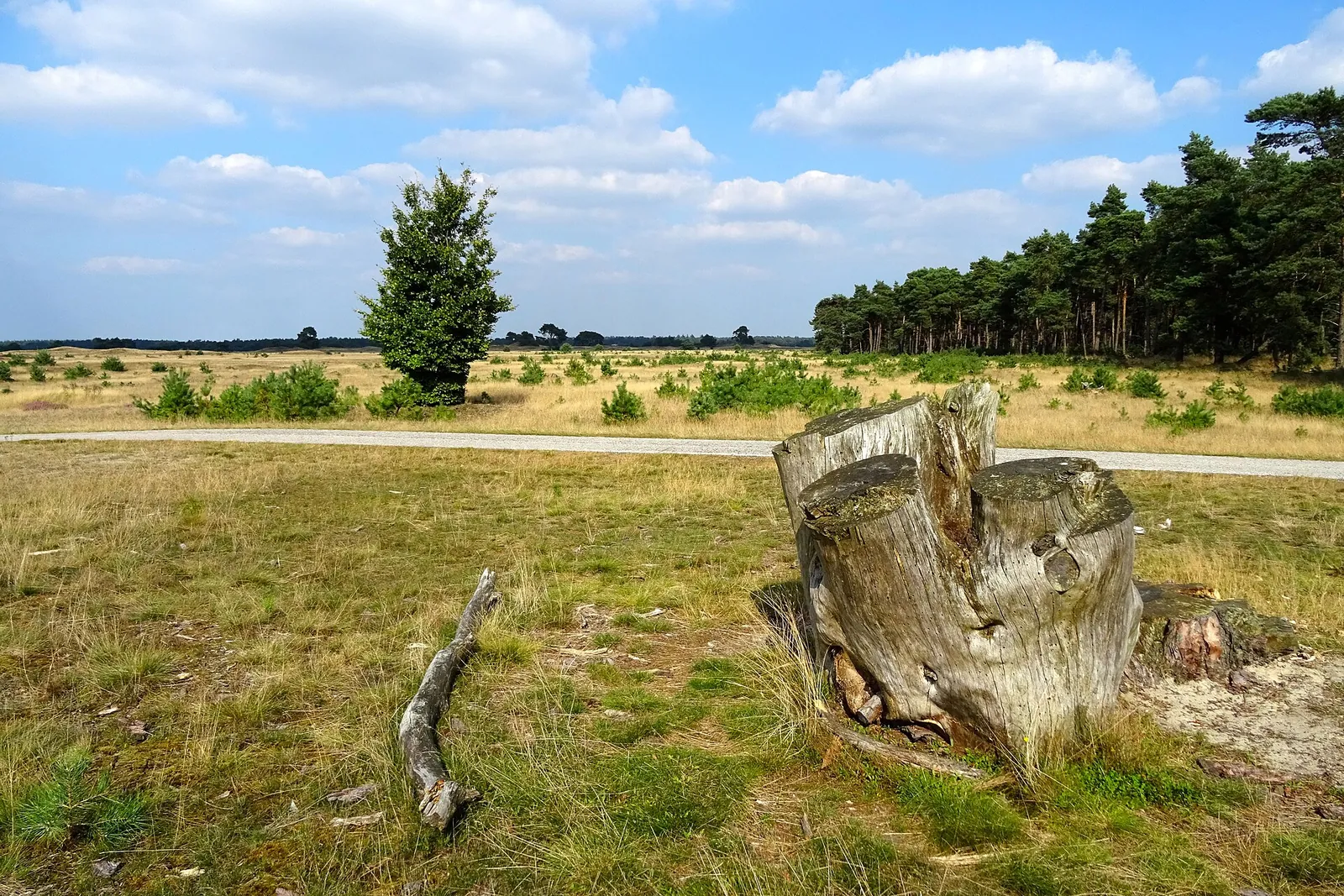 Gras, Heide und Baumstumpf am Otterlose Zand im Nationalpark De Hoge Veluwe