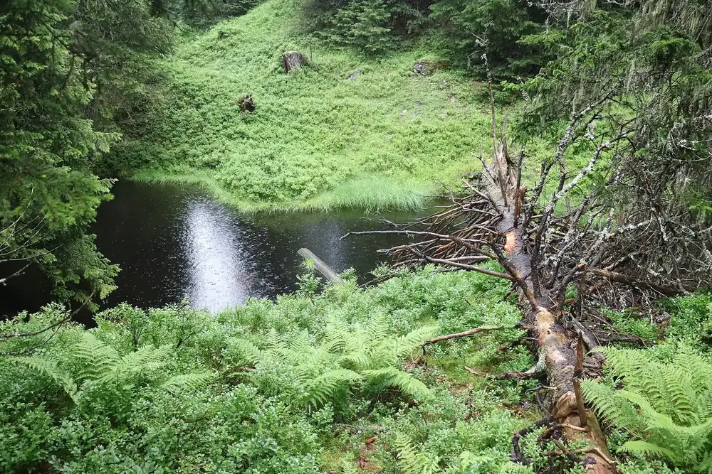 Rauriser Urwald: dunkler Tümpel zwischen üppigen Farnen, Moos und umgestürzten Fichten im Bergwald