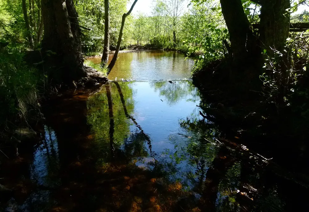 Der Traunbach bei Börfink im Nationalpark Hunsrück-Hochwald: stilles Wasser mit Spiegelungen zwischen Bäumen