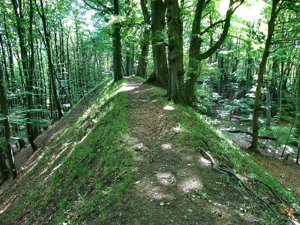 Wall der slawischen Herthaburg im Buchenwald von Jasmund: grasbewachsener Wallrücken mit Pfad zwischen Bäumen
