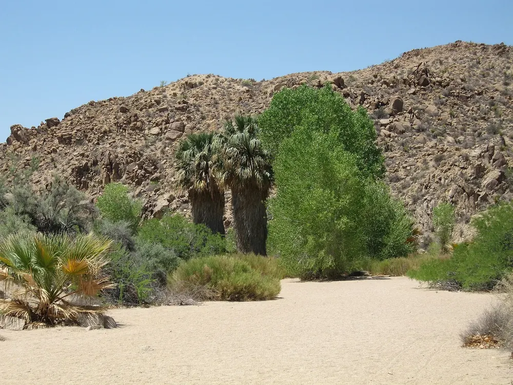 Cottonwood Spring Oasis: Fächerpalmen und grüne Pappeln an einem sandigen Wüstenhang unter kahlen Felshügeln