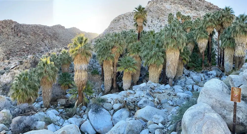 Fortynine Palms Oasis: Gruppe von Fächerpalmen zwischen hellen Granitblöcken am Fuß eines kahlen Berghangs