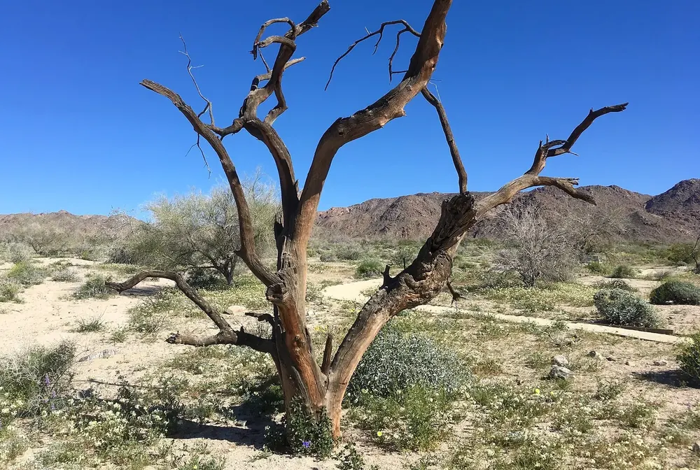 Bajada Trail am Südeingang: knorriger toter Baum in der Wüste mit blühenden Sträuchern, dahinter kahle Berge