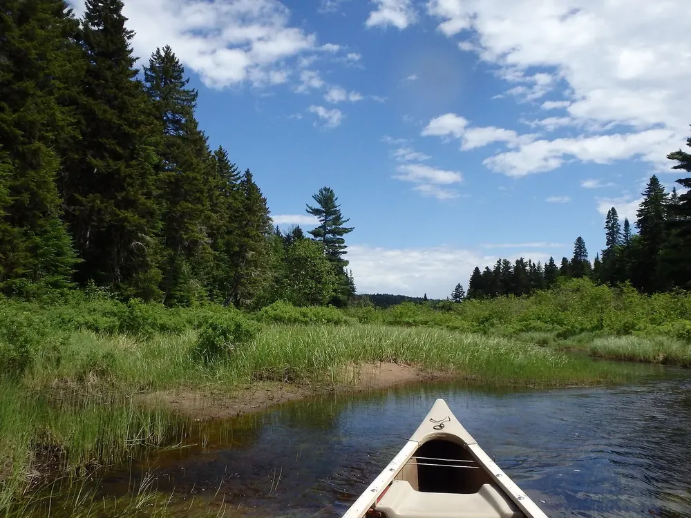 Kanufahrt am Lac Édouard: Bug eines Kanus im ruhigen Wasser zwischen Schilf, dahinter Nadelwald