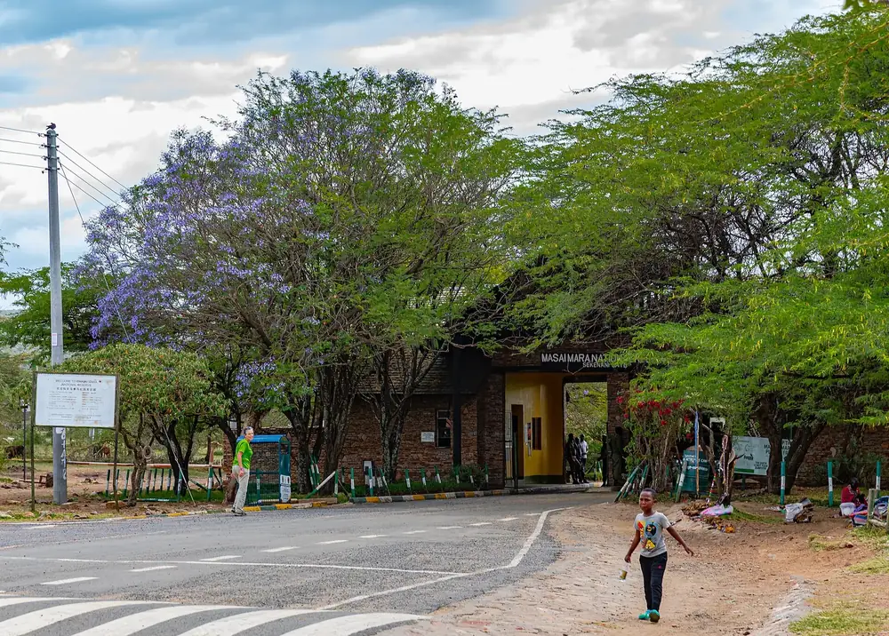 Sekenani Gate der Masai Mara: Torgebäude unter blühenden Jacarandabäumen an einer asphaltierten Zufahrt