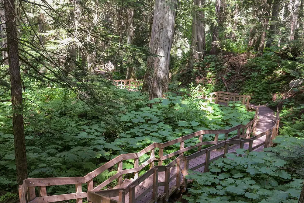 Giant Cedars Boardwalk: hölzerner Bohlenweg mit Treppen durch üppigen Altwald mit mächtigen Riesen-Lebensbäumen