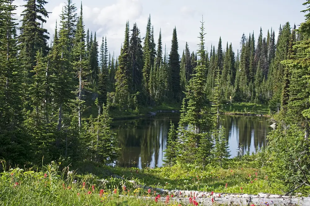 Heather Lake im Mount-Revelstoke-Nationalpark: kleiner Bergsee zwischen schlanken Tannen, vorn blühende Wiese