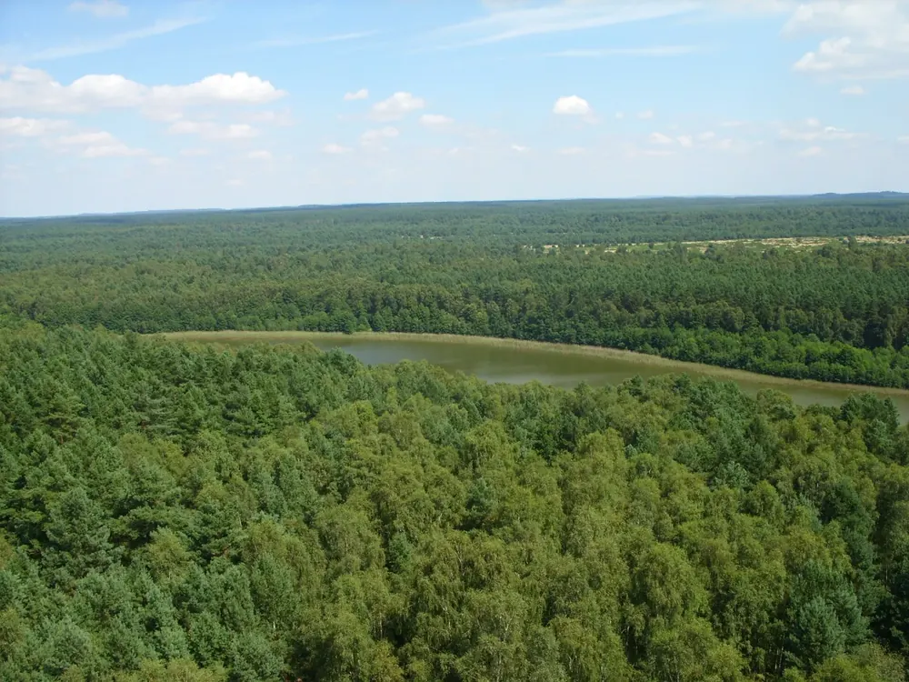 Blick vom Käflingsbergturm über endlose Kiefernwälder mit einem See unter blauem Himmel mit Schönwetterwolken