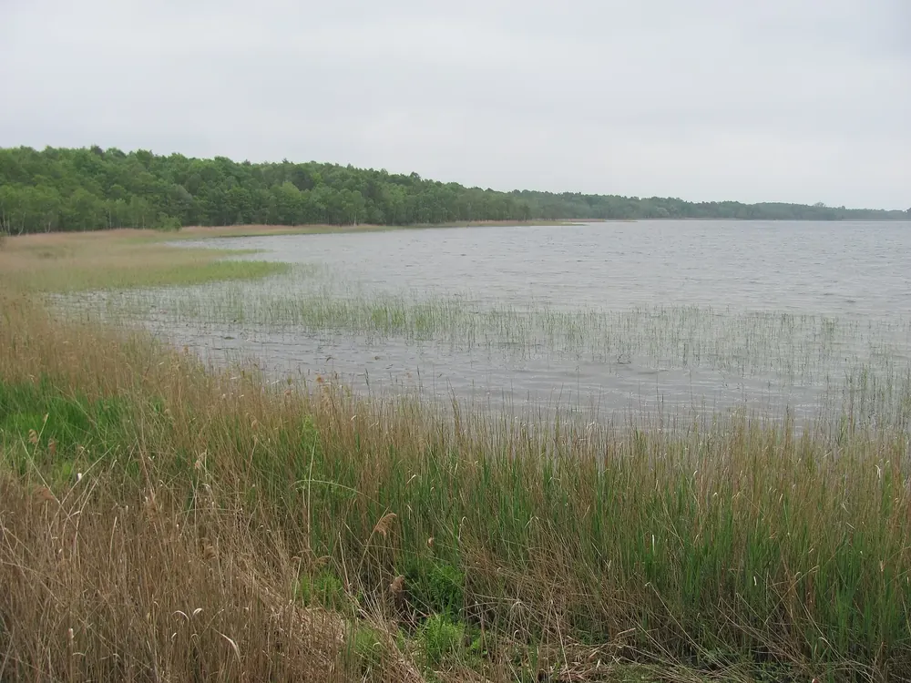 Rederangsee vom Beobachtungspunkt am Nordufer: breiter Schilfgürtel, flache Wasserfläche und Waldsaum
