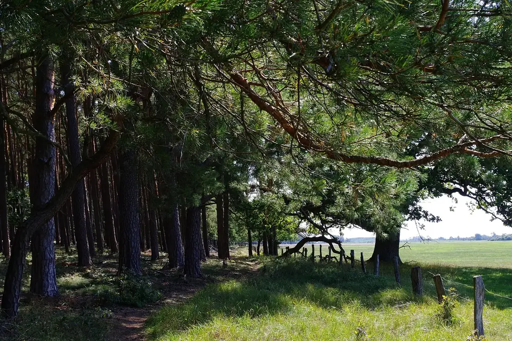 Weg von Schwarzenhof zum Müritzhof: alte Kiefern am Rand einer weiten Weide mit Holzzaun im Müritz-Nationalpark