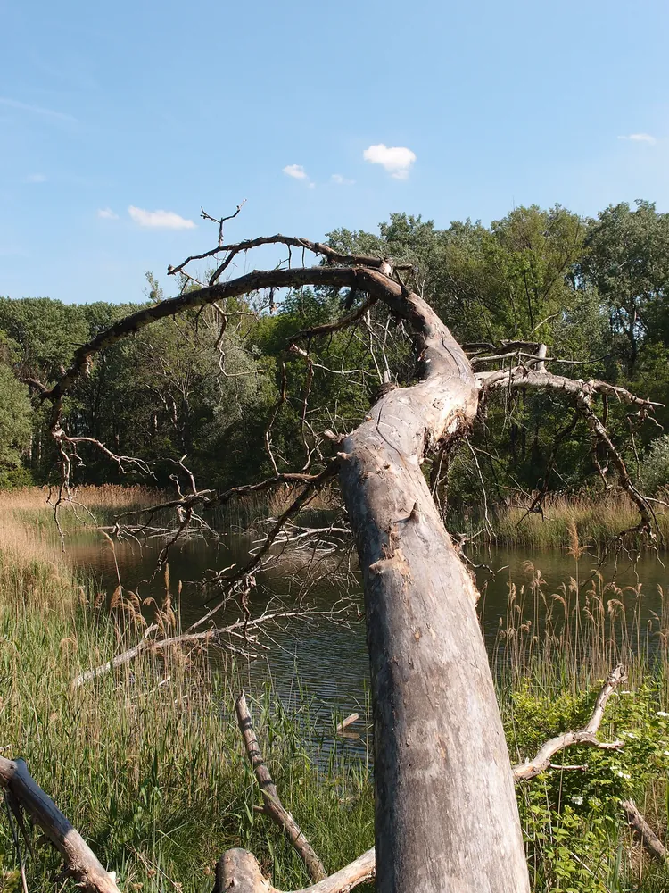 Ein umgestürzter, bleicher Baum am Schilfufer der Dechantlacke in der Lobau im Nationalpark Donau-Auen