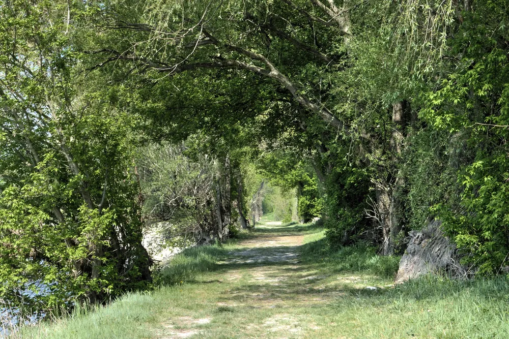 Ein schattiger Weg unter Weiden und Pappeln in den Donau-Auen bei Schönau im Nationalpark Donau-Auen