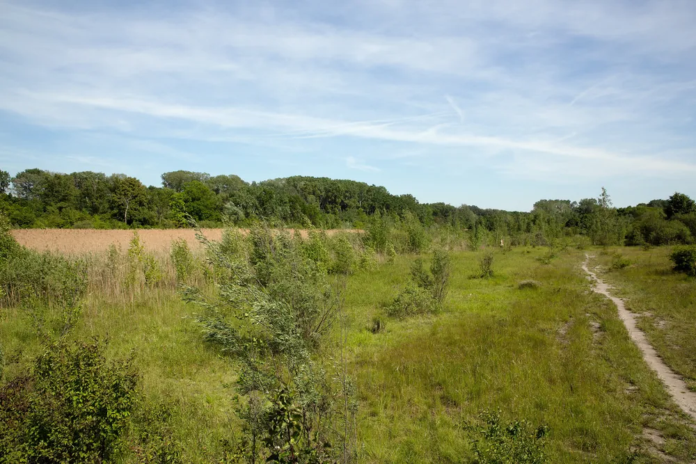 Eine grüne Wiese mit jungen Bäumen und einem Trampelpfad beim Tischwasser in der Lobau im Nationalpark Donau-Auen