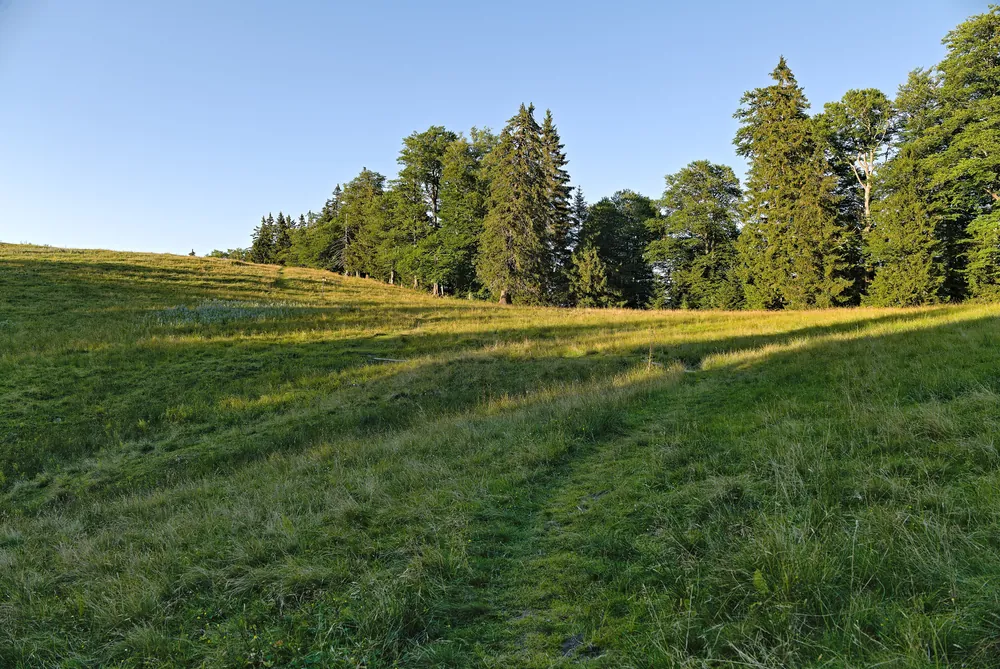 Weite Almwiese der Ebenforstalm im Nationalpark Kalkalpen mit Fichtengruppen am Waldrand unter blauem Himmel