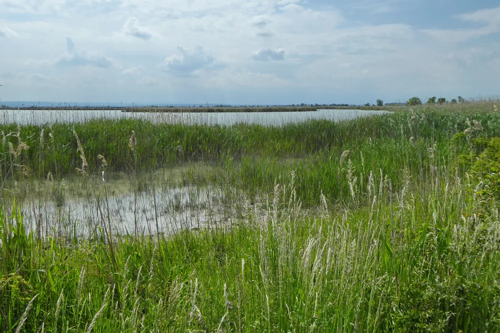 Schilf und Wasserflächen am Darscho bei Apetlon im Nationalpark Neusiedler See – Seewinkel