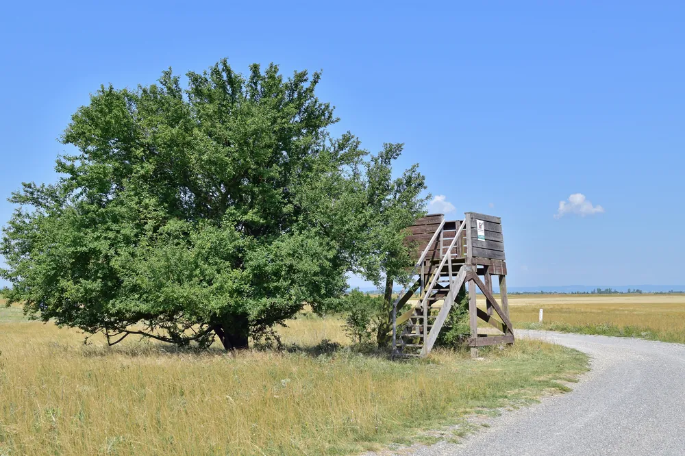Hölzerne Aussichtswarte unter einem Baum am Schotterweg an der Langen Lacke im Nationalpark Neusiedler See – Seewinkel