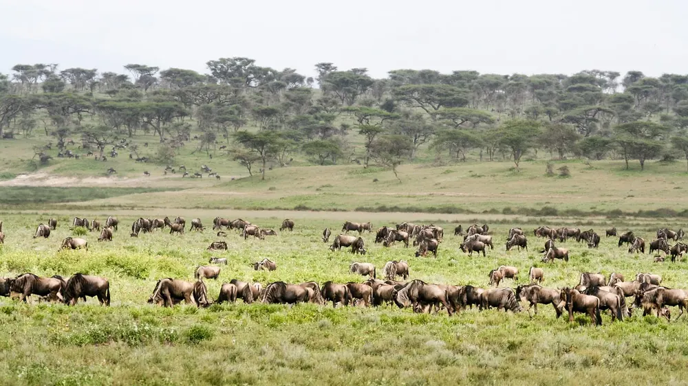 Gnuherde grast auf der grünen Ebene bei der Ndutu Lodge, dahinter lichter Akazienwald