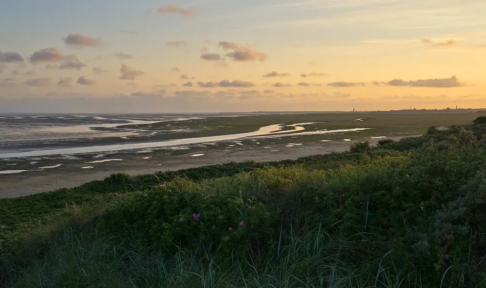 Blick über Dünen mit Heckenrosen auf die Wattseite von Wangerooge bei Sonnenuntergang, Priele im Watt