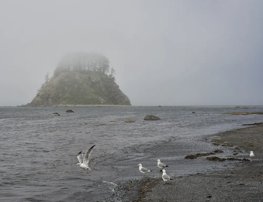Cape Alava im Nebel: bewaldete Felsinsel vor der steinigen Küste, im Vordergrund Möwen am Wasser