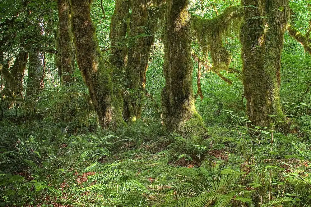 Hall of Mosses: dicht mit Moos behangene Ahornstämme und üppiges Farngrün im Hoh-Regenwald