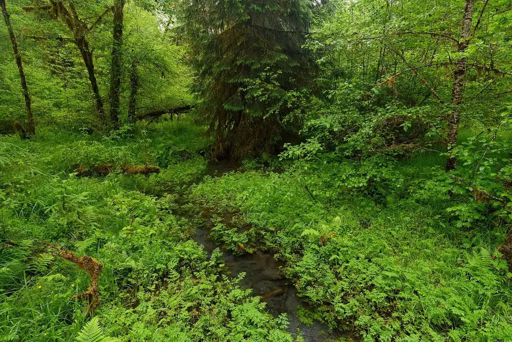 Regenwald am Hoh Rain Forest Visitor Center: schmaler Bach zwischen üppigen Farnen, Moos und Laubbäumen