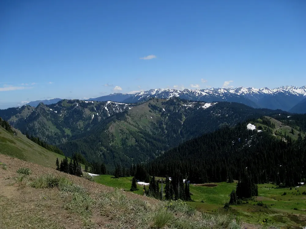 Aufstieg zum Hurricane Hill: grüne Bergwiesen und Nadelwald, dahinter die verschneiten Gipfel der Olympic Mountains