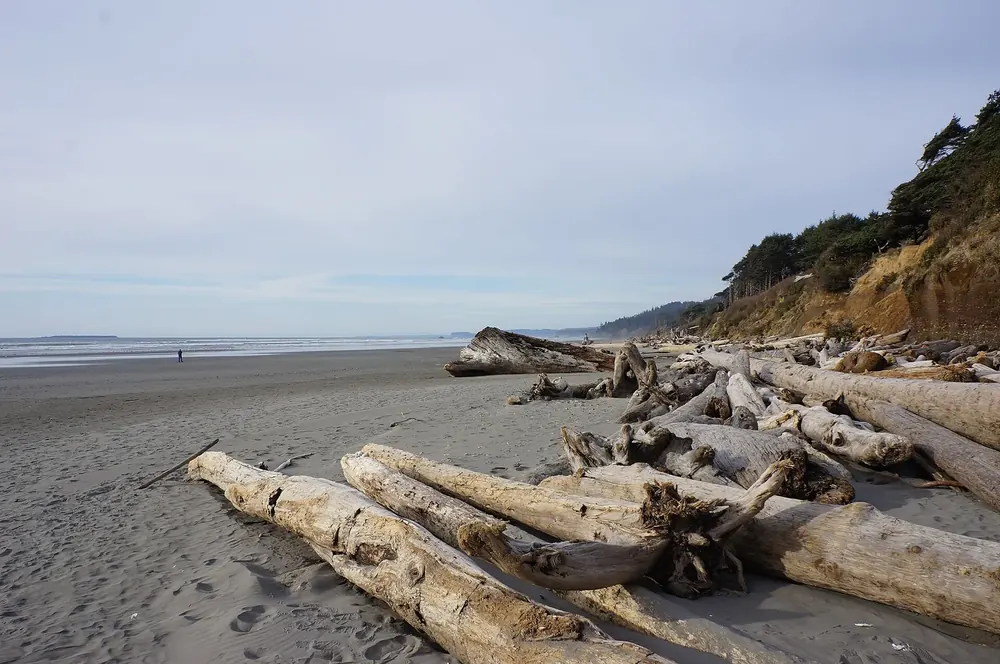 Strand unterhalb des Kalaloch Campground: gebleichte Treibholzstämme auf grauem Sand vor bewaldeter Steilküste