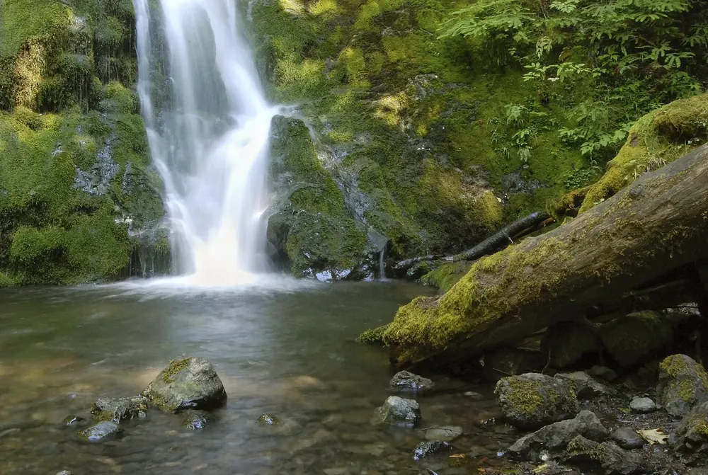 Madison Falls: Wasserfall über eine bemooste Felswand in ein flaches Becken, daneben ein umgestürzter Baumstamm