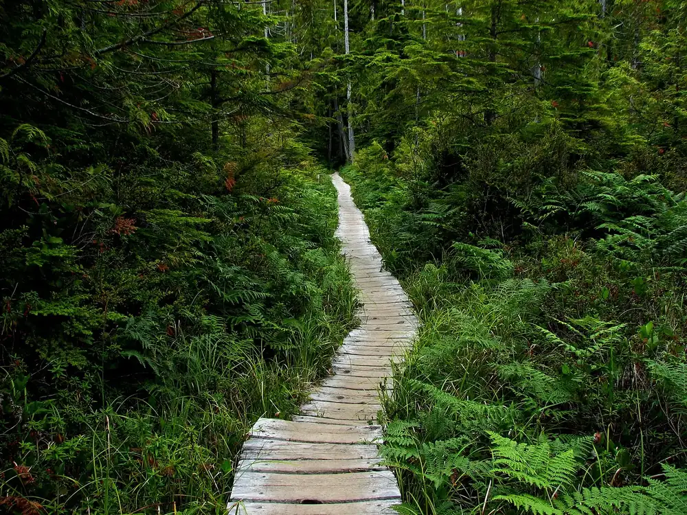 Bohlenweg des Ozette Triangle: schmaler Holzsteg führt durch dichten Küstenregenwald mit Farnen
