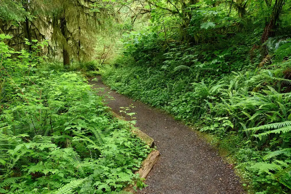Quinault Rain Forest: schmaler Wanderweg durch dichten, grünen Regenwald mit Farnen und Moos