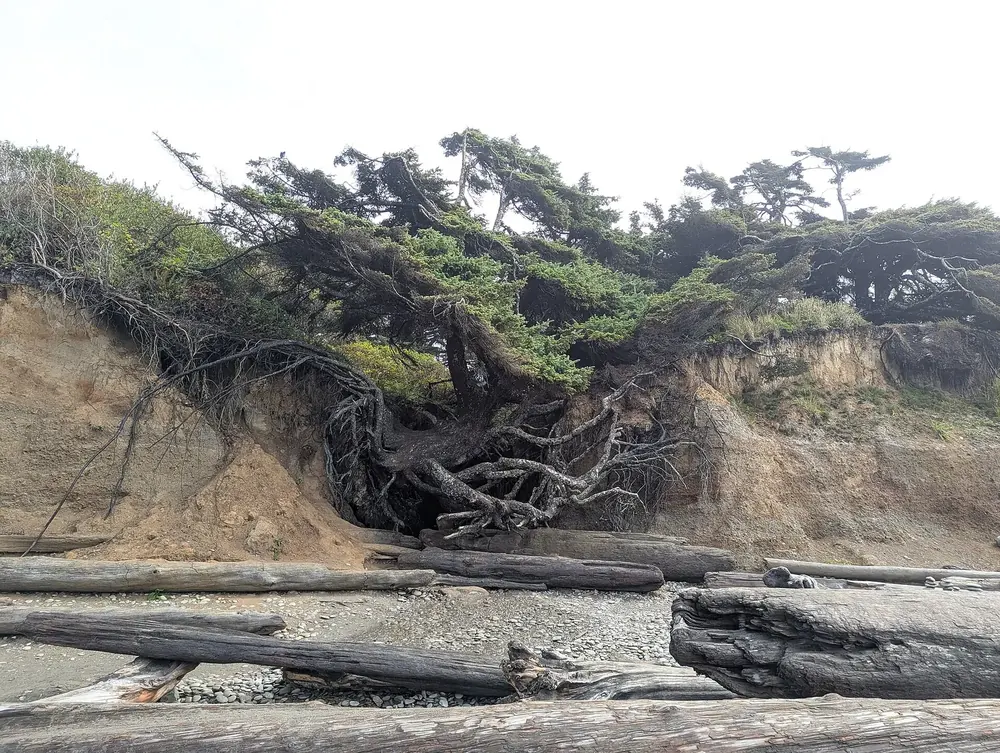 Tree of Life am Kalaloch Beach: Sitka-Fichte überspannt mit freiliegenden Wurzeln eine ausgewaschene Lücke in der Steilküste