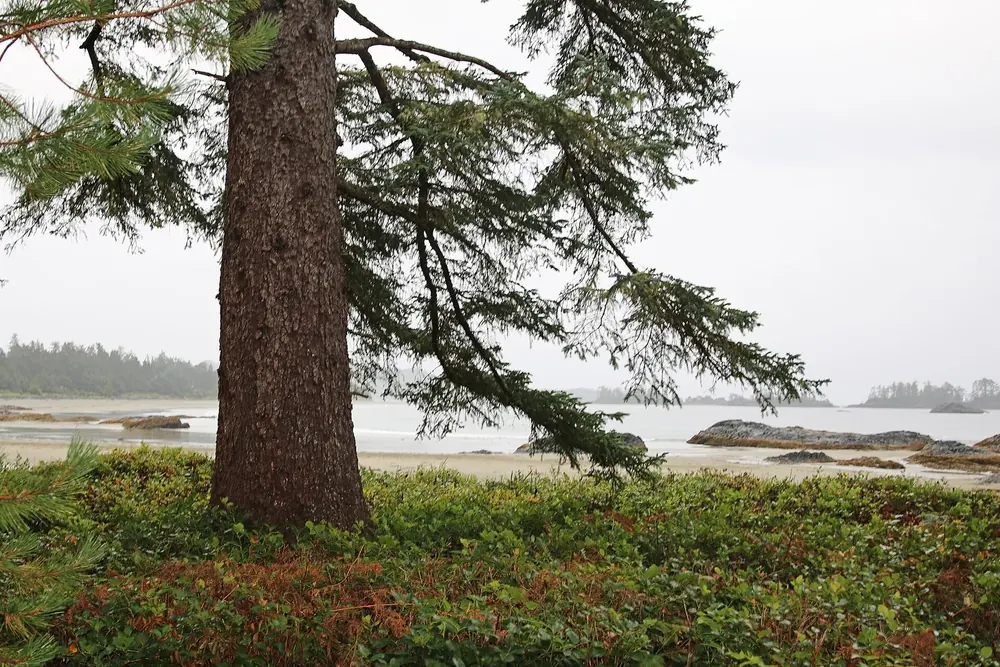 Chesterman Beach in Tofino: breiter Nadelbaum über grüner Böschung, dahinter Strand, Felsen und Inseln im Dunst