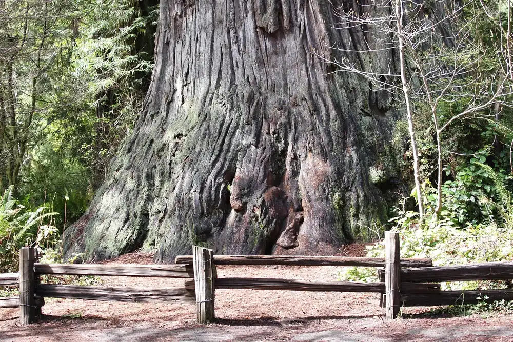 Big Tree Wayside: gewaltiger Stamm eines Küstenmammutbaums hinter einem Holzzaun im Prairie Creek Redwoods State Park