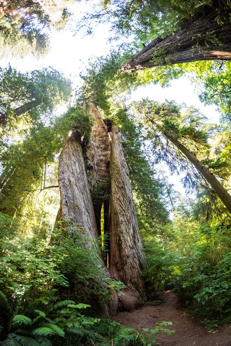 Corkscrew Tree: mehrere ineinander verdrehte Mammutbaumstämme im Farnwald des Prairie Creek Redwoods State Park