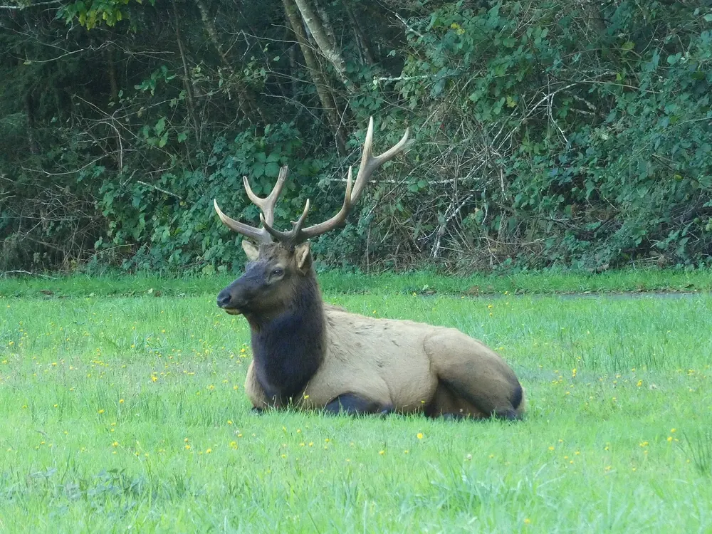 Wapitibulle mit großem Geweih liegt im Gras der Elk Meadow an der Davison Road, dahinter Gebüsch