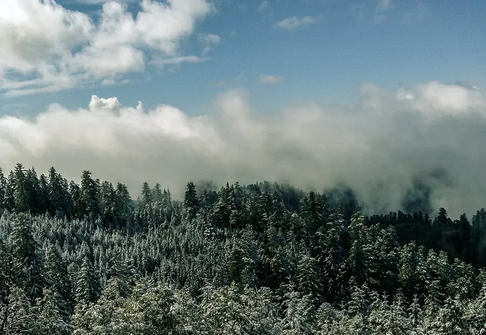 Redwood Creek Overlook: Blick über bereifte Nadelwälder auf ein Meer aus Wolken und Nebel im Tal