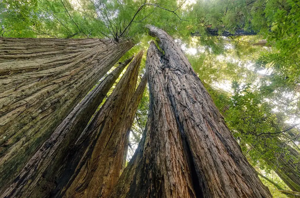 Tall Trees Grove: Blick an mächtigen Küstenmammutbaum-Stämmen empor in das grüne Kronendach