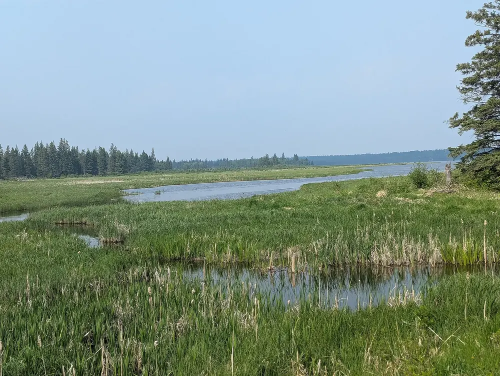Südwestende des Whirlpool Lake: Schilf und Feuchtwiese am Ufer, dahinter der See und Nadelwald